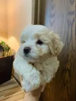 BUNNIE, a female Morkie for sale in Guthrie, OK – 1 of 1