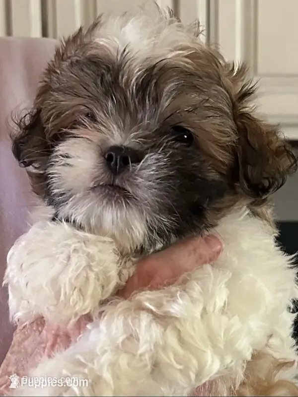 DUDDLY – Morkie puppy for sale in Guthrie, OK