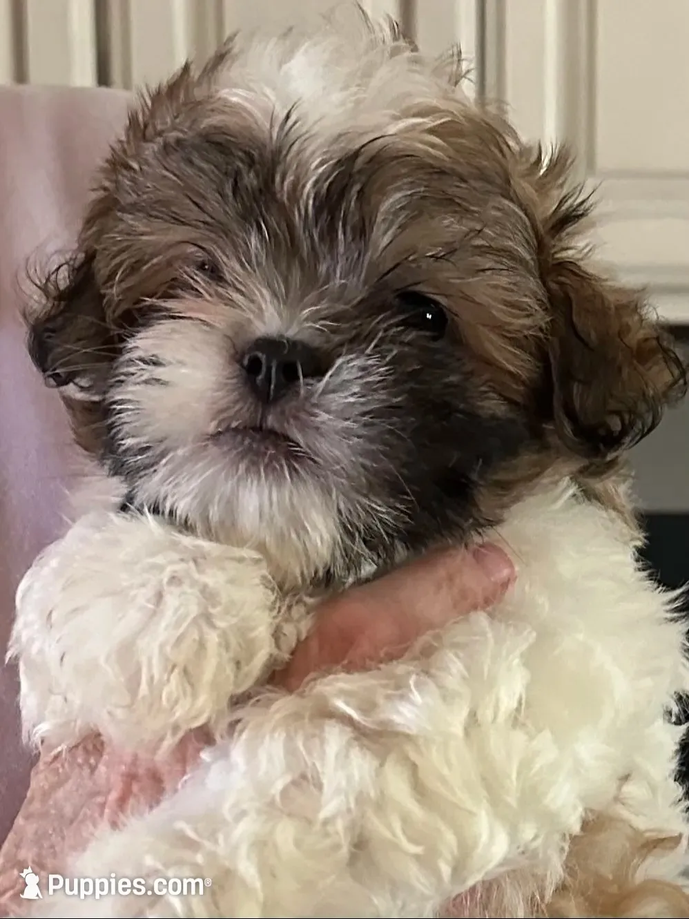DUDDLY, a male Morkie for sale in Guthrie, OK – 1 of 1