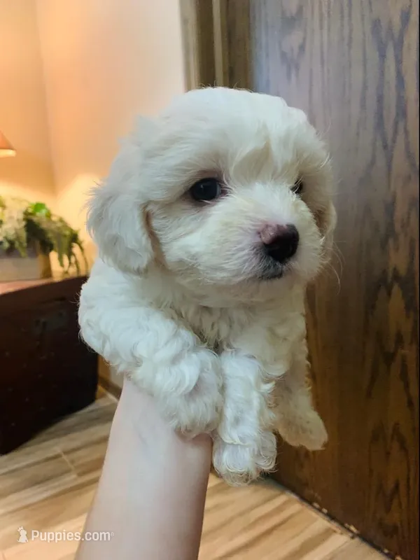 LILLY – Shih Tzu, Morkie puppy for sale in Guthrie, OK