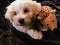 SIR DUDDLEY, a male Morkie for sale in Guthrie, OK – 1 of 1