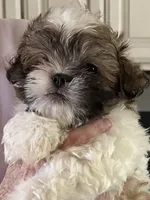 GISELE, a female Morkie for sale in Guthrie, OK – 1 of 1