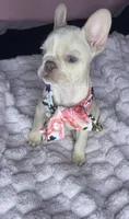 Isabella, a female French Bulldog for sale in Largo, FL – 8 of 10