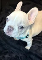 Isabella, a female French Bulldog for sale in Largo, FL – 5 of 10