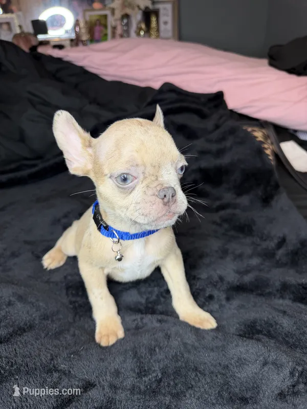 Tiny – French Bulldog puppy for sale in Largo, FL