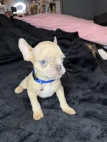 Tiny, a male French Bulldog for sale in Largo, FL – 3 of 8