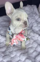 Isabella, a female French Bulldog for sale in Largo, FL – 2 of 10
