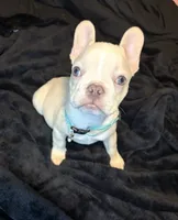 Isabella, a female French Bulldog for sale in Largo, FL – 6 of 10