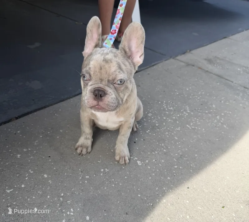 Beast boy – French Bulldog puppy for sale in Largo, FL