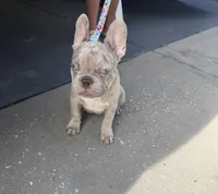 Beast boy, a male French Bulldog for sale in Largo, FL – 1 of 9