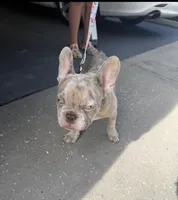 Beast boy, a male French Bulldog for sale in Largo, FL – 5 of 9
