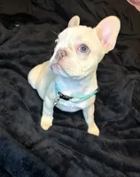 Isabella, a female French Bulldog for sale in Largo, FL – 9 of 10