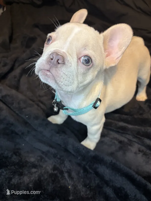 Isabella  – French Bulldog puppy for sale in Largo, FL