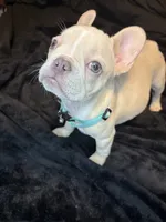 Isabella , a female French Bulldog for sale in Largo, FL – 5 of 10