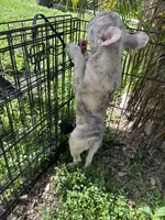 Beast boy, a male French Bulldog for sale in Largo, FL – 6 of 9