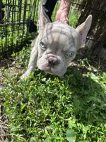 Beast boy, a male French Bulldog for sale in Largo, FL – 7 of 9