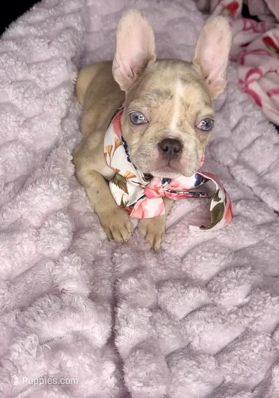 Mamas girl – French Bulldog puppy for sale in Largo, FL