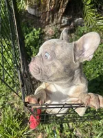 Beast boy, a male French Bulldog for sale in Largo, FL – 9 of 9