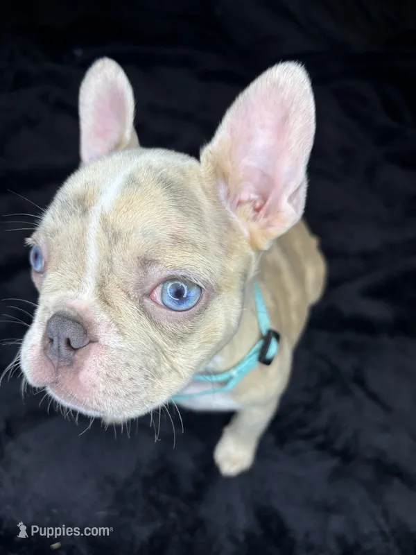 Mamas girl – French Bulldog puppy for sale in Largo, FL
