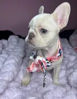 Isabella, a female French Bulldog for sale in Largo, FL – 1 of 10