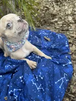 Tiny, a male French Bulldog for sale in Largo, FL – 2 of 8