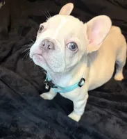 Isabella, a female French Bulldog for sale in Largo, FL – 7 of 10