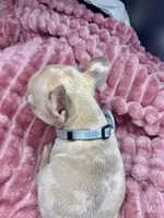 Tiny, a male French Bulldog for sale in Largo, FL – Photo 3 of 3