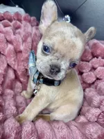 Tiny, a male French Bulldog for sale in Largo, FL – Photo 2 of 3