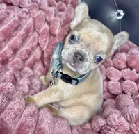 Tiny, a male French Bulldog for sale in Largo, FL – Photo 1 of 3