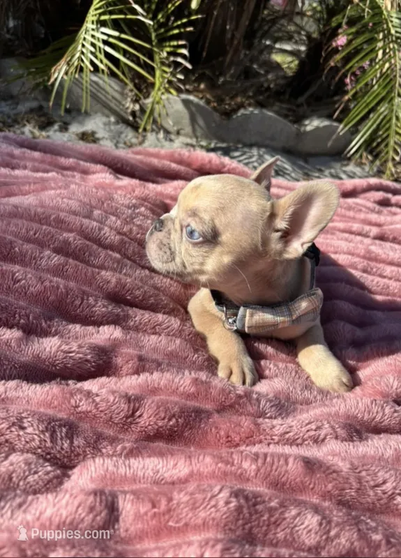 Tiny – French Bulldog puppy for sale in Largo, FL
