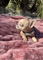 Tiny, a male French Bulldog for sale in Largo, FL – 8 of 8