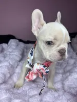 Isabella, a female French Bulldog for sale in Largo, FL – 3 of 10