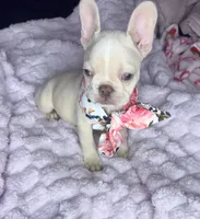 Isabella , a female French Bulldog for sale in Largo, FL – 4 of 10