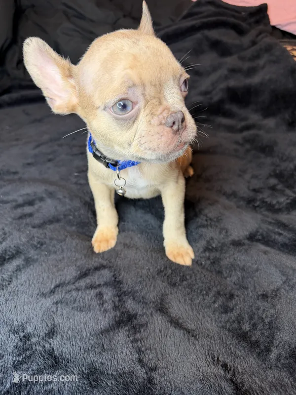 Tiny – French Bulldog puppy for sale in Largo, FL
