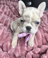 Mamas girl, a female French Bulldog for sale in Largo, FL – Photo 4 of 5