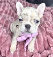 Mamas girl, a female French Bulldog for sale in Largo, FL – Photo 3 of 5
