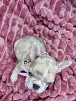 Mamas girl, a female French Bulldog for sale in Largo, FL – Photo 5 of 5