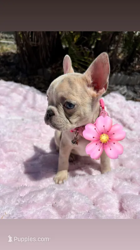 Mamas girl – French Bulldog puppy for sale in Largo, FL