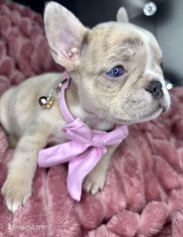 Mamas girl – French Bulldog puppy for sale in Largo, FL