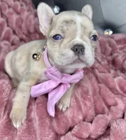 Mamas girl, a female French Bulldog for sale in Largo, FL – Photo 2 of 5