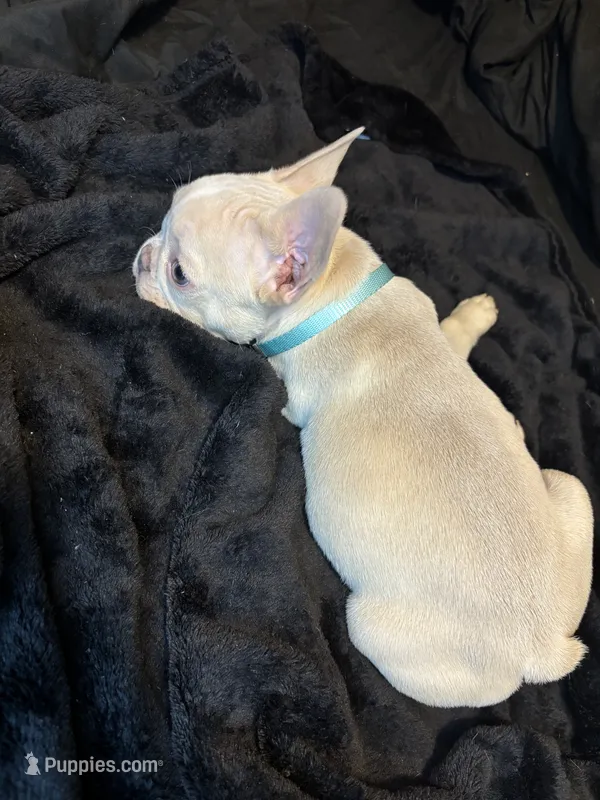 Isabella  – French Bulldog puppy for sale in Largo, FL