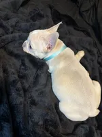Isabella , a female French Bulldog for sale in Largo, FL – 6 of 10
