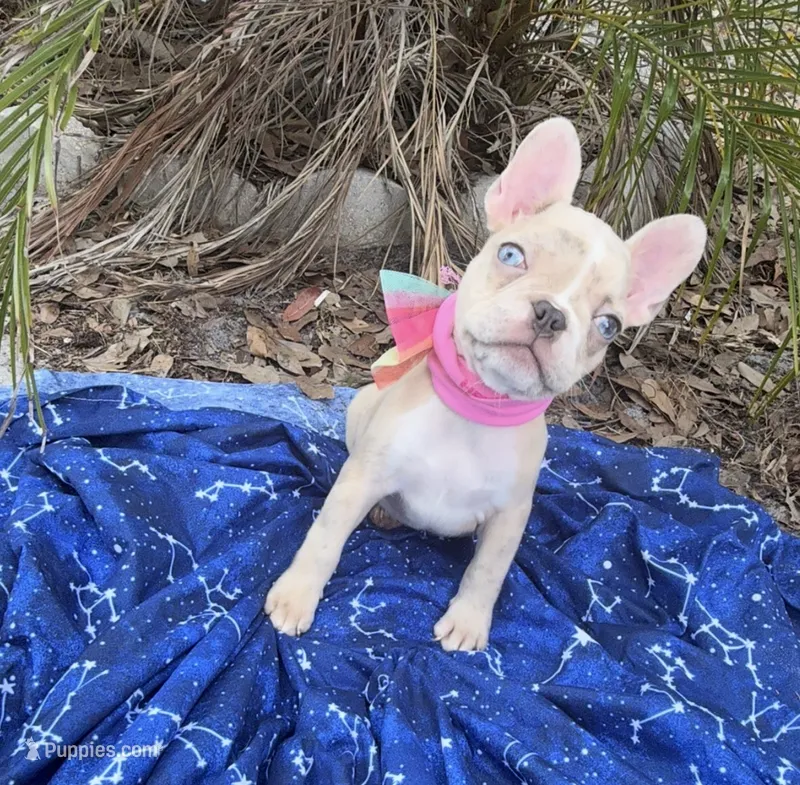 Mamas girl – French Bulldog puppy for sale in Largo, FL