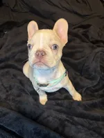 Isabella , a female French Bulldog for sale in Largo, FL – 7 of 10