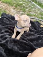Tiny, a male French Bulldog for sale in Largo, FL – 5 of 8