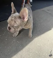 Beast boy, a male French Bulldog for sale in Largo, FL – 3 of 9