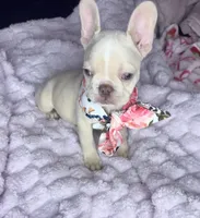 Isabella, a female French Bulldog for sale in Largo, FL – 10 of 10