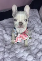 Isabella , a female French Bulldog for sale in Largo, FL – 3 of 10