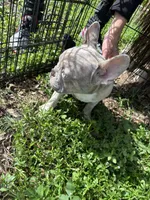Beast boy, a male French Bulldog for sale in Largo, FL – 8 of 9