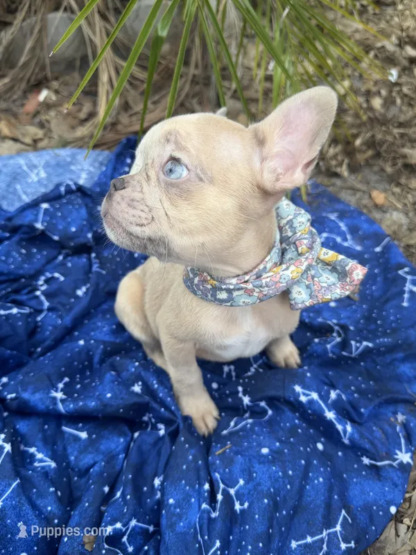 Tiny – French Bulldog puppy for sale in Largo, FL